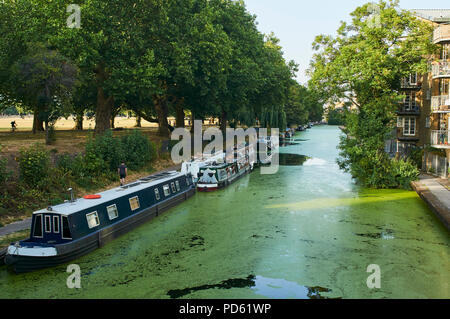 Le Hertford Union Canal au bord de Victoria Park, East London UK, remplie d'algues, au cours de la canicule de l'été 2018 Banque D'Images