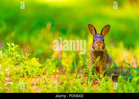 Une seule séance de lapin dans l'herbe regardant la caméra. Banque D'Images