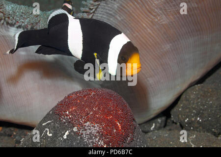 Anémonefish de Saddleback, Amphiprion polymnus, adulte gardant des œufs pondus sur un rocher à côté de leur anémone de mer de Haddon, Stichodactyla haddoni. Banque D'Images