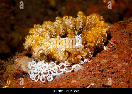 Nudibranche Dragon bleu, Pteraeolidia semperi complexe, portant le ruban d'oeufs. Pteraeolidia ianthina comme décrit précédemment. Tulamben, Bali, Indonésie. Bal Banque D'Images