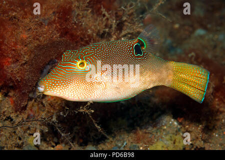 Toby d'empreintes digitales, également connu sous le nom d'empreintes digitales, Toby comprimé Aiguillat Puffer, repéré, le poisson-globe Canthigaster compressa, adulte. Bali, Tulamben Banque D'Images