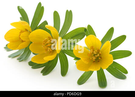 Eranthis hyemalis over white background Banque D'Images