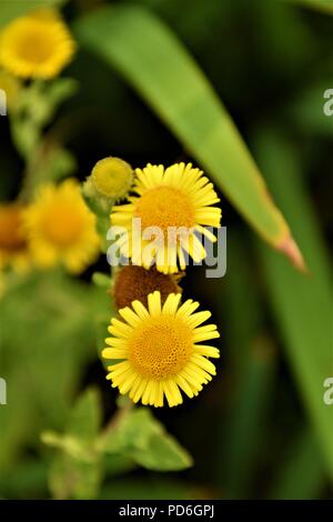 Focus sélectif de fleurs jaunes en fond naturel floue Banque D'Images