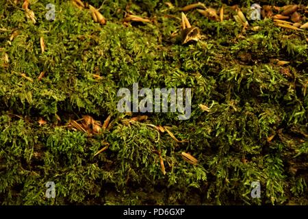 Moss close up selective focus Banque D'Images