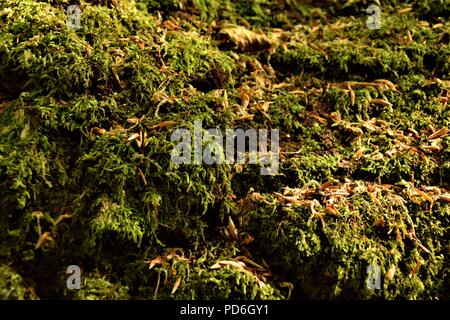 Moss close up selective focus Banque D'Images