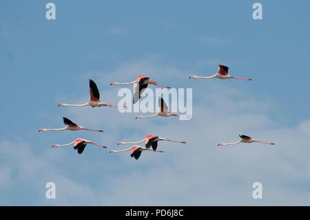 Flamingo Grand - vol - Camargue - France - Phoenicopterus roseus - Flamant rose - vol. Banque D'Images