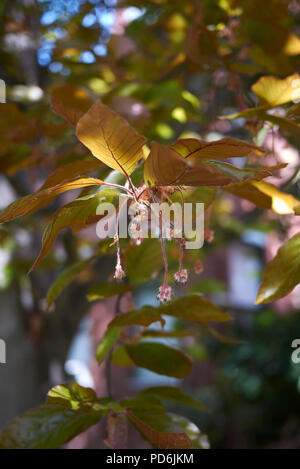 Fagus sylvatica purpurea Banque D'Images