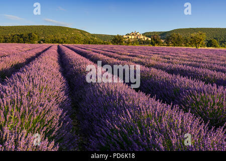 Champs de lavande au lever du soleil avec le village de Banon en été. Alpes de Hautes-Provence, Alpes, France Banque D'Images