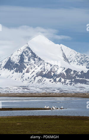 La Norvège, Svalbard, Spitzberg, l'Isfjord, Poolepynten. Banque D'Images