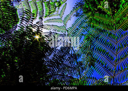 Vacances parfaites photo soleil grâce à un toit de feuilles de palmiers sous un ciel bleu Banque D'Images