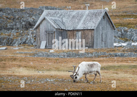 La Norvège, Svalbard, Spitzberg. Renne du Svalbard (Rangifer tarandus platyrhynchus) dans la neige en face de l'ancienne cabine d'extraction. Banque D'Images