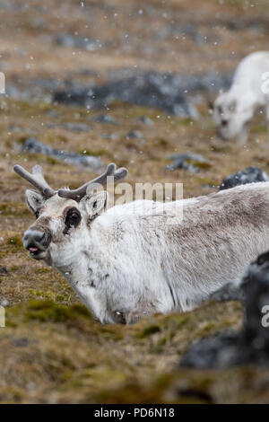 La Norvège, Svalbard, Spitzberg. Renne du Svalbard (Rangifer tarandus platyrhynchus) dans la neige. Banque D'Images