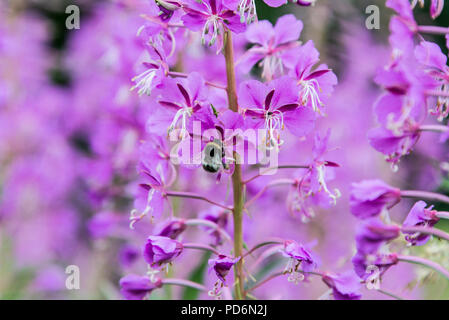 Un bourdon sur la fleur d'une rosebay willowherb (Chamaenerion angustifolium) Banque D'Images