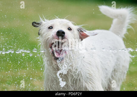 Jack Russell Terrier dog captures avec sa bouche ouverte d'un jet d'eau d'un tuyau de jardin et des boissons l'eau douce sur une chaude journée d'été Banque D'Images