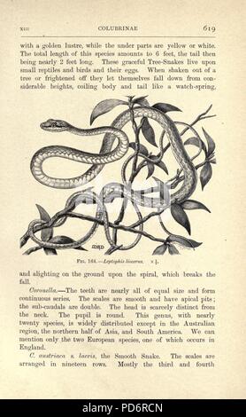 Reptiles et amphibiens (page 619, fig. 164) Banque D'Images