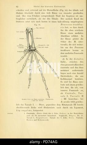 Soirée des Frosches (page 92, fig. 56) Banque D'Images