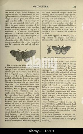 Une histoire naturelle de la papillons) (page 105) Banque D'Images