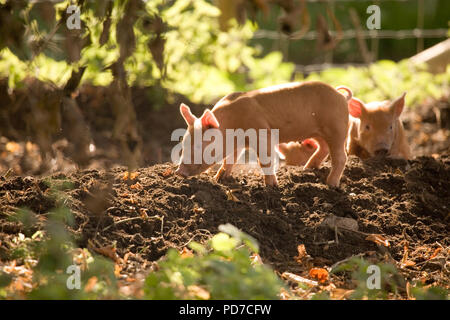 Boyton Farm Tamworth piglet Banque D'Images