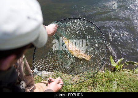 Chalke stream pêche à la mouche - truite au cours d'empêcher le filet Banque D'Images