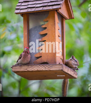 Finch rouge et Chipmunk sur une mangeoire pour oiseaux Banque D'Images