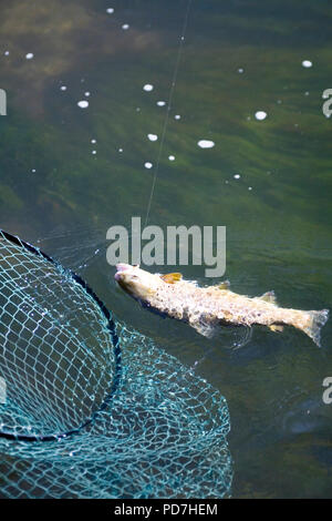 Chalke stream pêche à la mouche - truite au cours d'empêcher le filet Banque D'Images