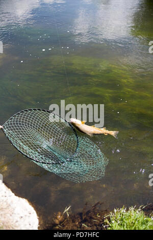 Chalke stream pêche à la mouche - truite au cours d'empêcher le filet Banque D'Images