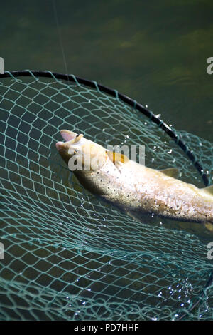 Chalke stream pêche à la mouche - truite au cours d'empêcher le filet Banque D'Images