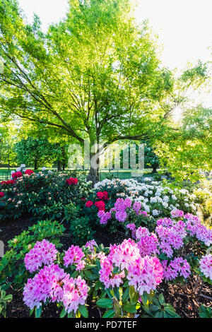 L'Angleterre, Londres, Greenwhich, Parc Greenwhich, Rhododendron en fleurs fleurs Banque D'Images