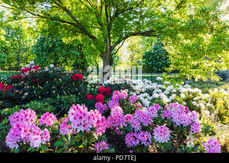 L'Angleterre, Londres, Greenwhich, Parc Greenwhich, Rhododendron en fleurs fleurs Banque D'Images