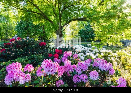 L'Angleterre, Londres, Greenwhich, Parc Greenwhich, Rhododendron en fleurs fleurs Banque D'Images