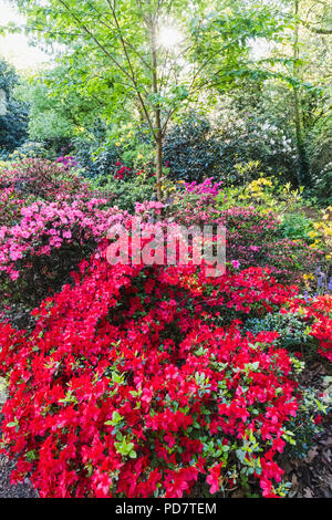 L'Angleterre, Londres, Greenwhich, Parc Greenwhich, Rhododendron en fleurs fleurs Banque D'Images