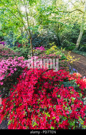 L'Angleterre, Londres, Greenwhich, Parc Greenwhich, Rhododendron en fleurs fleurs Banque D'Images