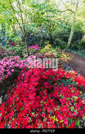 L'Angleterre, Londres, Greenwhich, Parc Greenwhich, Rhododendron en fleurs fleurs Banque D'Images