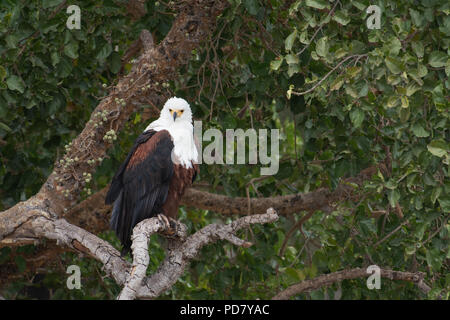 Poissons d'Afrique blanche (Haliaeetus vocifer) au Parc National Kruger en Afrique du Sud Banque D'Images