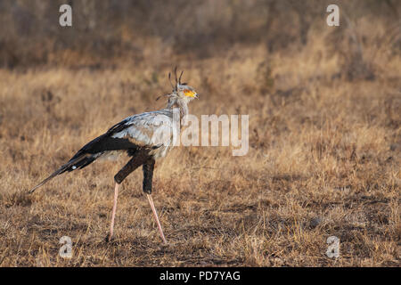 Un Secretarybird (Sagittarius serpentarius), un rapace unique avec de longues jambes, marche à travers les prairies à Kruger National Park en Afrique du Sud Banque D'Images