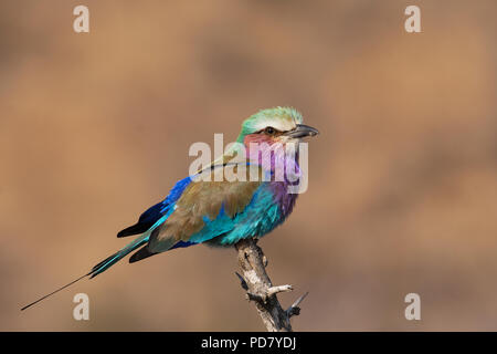 Un Lilac-breasted Roller Coracias caudatus perché sur une branche à Kruger National Park, Afrique du Sud Banque D'Images