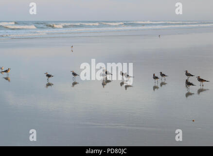 Rassemblement d'oiseaux sur la plage de détente avec des vagues se brisant en arrière-plan. Banque D'Images