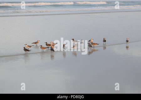 Petit troupeau d'oiseaux sont au bord de l'eau sur la plage près de coucher du soleil Banque D'Images