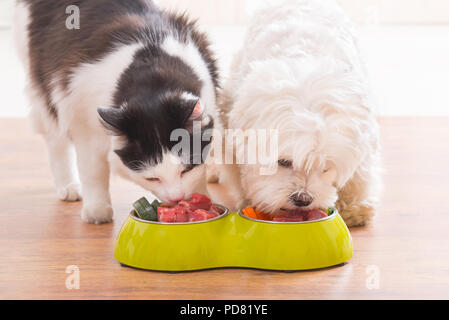 Petit chien maltais et chat noir et blanc manger des aliments naturels et organiques à partir d'un bol à la maison Banque D'Images