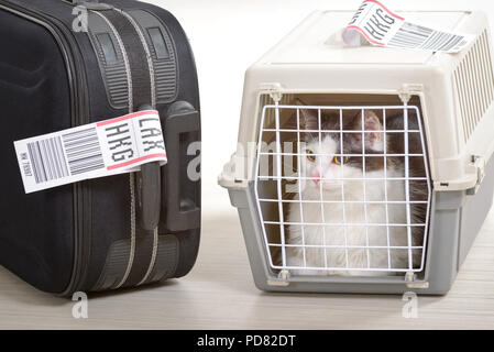 Chat dans la cage de fret aérien en attente à l'aéroport après un long voyage Banque D'Images