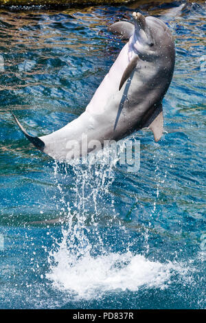 Delfini show, un delfinárium Akvarium, Zoo Norimberk, Německo / spectacle de dauphins dans un aquarium, zoo, Nuremberg, Allemagne Banque D'Images