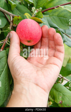 Cueillette à la main jardinier red apple. La main de femme atteint pour les pommes sur l'arbre Banque D'Images