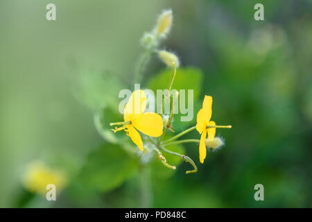 Chelidonium majus fleur jaune sur vert. Selective focus Banque D'Images