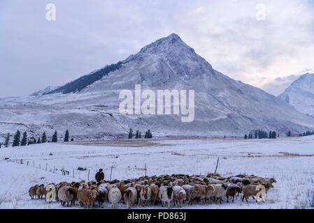 (180807) -- URUMQI, 7 août 2018 (Xinhua) -- Photo prise le 16 janvier 2018 montre la vue d'un pâturage en hiver en Zhaosu County, nord-ouest de la Chine, la Région autonome du Xinjiang Uygur. La plus occidentale de la Chine La région autonome du Xinjiang Uygur a accueilli un sommet de 107 millions de touristes en 2017, en hausse de 32,4 pour cent d'année en année. En outre, les touristes ont dépensé plus de 182 milliards de yuans (28,4 milliards de dollars américains) dans le Xinjiang l'année dernière, 30 pour cent de plus qu'en 2016. (Xinhua/Hu Huhu) Banque D'Images