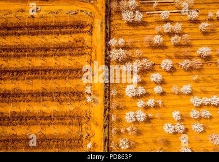 (180807) -- URUMQI, 7 août 2018 (Xinhua) -- photo aérienne montre les abricots en fleurs à Turpan, dans la région autonome Uygur du Xinjiang, le 8 mars 2017. La plus occidentale de la Chine La région autonome du Xinjiang Uygur a accueilli un sommet de 107 millions de touristes en 2017, en hausse de 32,4 pour cent d'année en année. En outre, les touristes ont dépensé plus de 182 milliards de yuans (28,4 milliards de dollars américains) dans le Xinjiang l'année dernière, 30 pour cent de plus qu'en 2016. (Xinhua/Zhao Ge) Banque D'Images