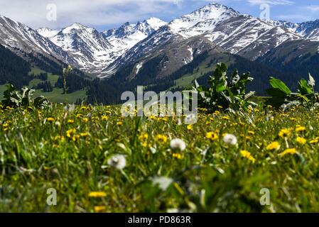 (180807) -- URUMQI, 7 août 2018 (Xinhua) -- Photo prise sur la prairie Narat montre les montagnes neige-couvertes de Xinyuan County, nord-ouest de la Chine, la Région autonome du Xinjiang Uygur, 25 mai 2018. La plus occidentale de la Chine La région autonome du Xinjiang Uygur a accueilli un sommet de 107 millions de touristes en 2017, en hausse de 32,4 pour cent d'année en année. En outre, les touristes ont dépensé plus de 182 milliards de yuans (28,4 milliards de dollars américains) dans le Xinjiang l'année dernière, 30 pour cent de plus qu'en 2016. (Xinhua/Hu Huhu) Banque D'Images