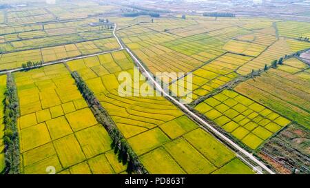 (180807) -- URUMQI, 7 août 2018 (Xinhua) -- photo aérienne prise le 8 septembre 2017 montre les champs de riz à Suhuo'er Village de Qapqal Xibe comté autonome du nord-ouest de la Chine, la Région autonome du Xinjiang Uygur. La plus occidentale de la Chine La région autonome du Xinjiang Uygur a accueilli un sommet de 107 millions de touristes en 2017, en hausse de 32,4 pour cent d'année en année. En outre, les touristes ont dépensé plus de 182 milliards de yuans (28,4 milliards de dollars américains) dans le Xinjiang l'année dernière, 30 pour cent de plus qu'en 2016. (Xinhua/Hu Huhu) Banque D'Images