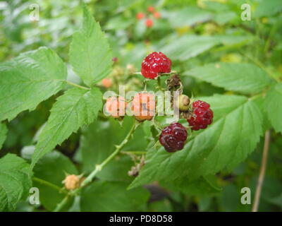 New York, USA. 23 Juin, 2018. Framboises noires (Rubus occidentalis) poussent dans Central Park. Ils sont d'abord rouge, puis ils deviennent noirs. Credit : Johannes Schmitt-Tegge/dpa/Alamy Live News Banque D'Images