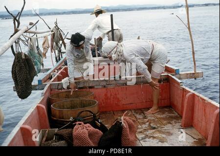 Deux plongeurs de l'Ama sont retournés dans le bateau après le travail avec leur rendement (dans le woodchiefs) près de l'ancrage de l'île de pearl sur l'île de Toba Shima. (Sans date d'enregistrement). Perles de culture, comme les perles cultivées naturellement, sont formées dans l'huître de perle par une séparation de nacre autour d'un corps étranger dans le shell. Pour la reproduction ce corps étranger est volontairement déposé dans les jeunes huîtres de Perl. Comme dans le processus naturel, il faut environ sept ans pour une perle à maturité. Les nacres sont 'récoltés' par les soi-disant Ama, les Japonais Femmes Pearl Diver. Dans le monde d'utilisation | Banque D'Images