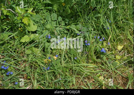 Forget-me-not fleurs sauvages Banque D'Images